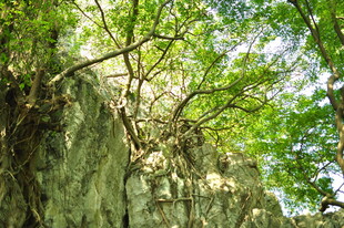 崖壁旁繁茂绿意的树木