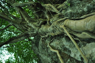 盘根错节的古老树根