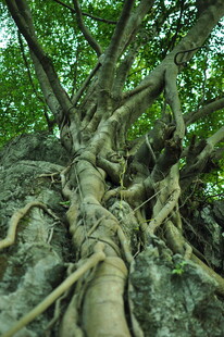 树根缠绕岩石的自然奇观