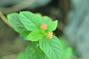 绿叶上的橙色小花