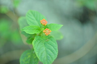 绿叶间的橙色小花