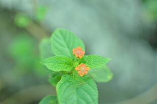绿叶上的橙色小花
