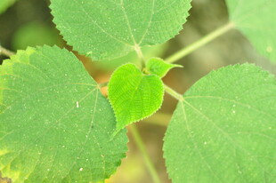 嫩绿三叶植物特写