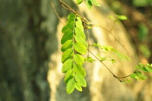 阳光下的嫩绿叶片