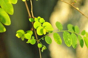 嫩绿枝叶生机盎然