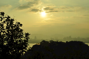 日落时分的树影与霞光