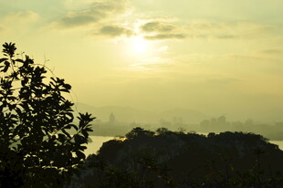 日落时分的树影与霞光