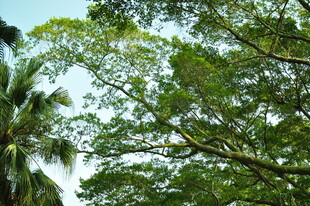 繁茂绿树展现盎然生机