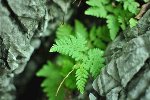 岩石缝隙中的嫩绿蕨类