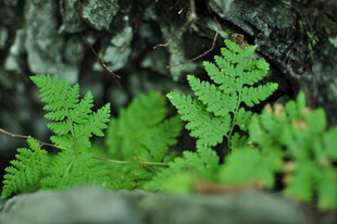 翠绿蕨类植物生机盎然