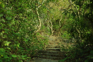 林间幽径 绿意盎然