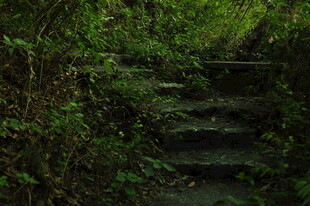 幽径石阶 绿意环绕