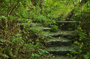 林间石阶 绿意盎然的小径