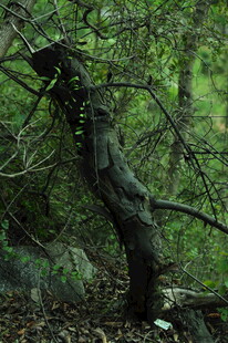 扭曲树干 隐于繁茂绿植间