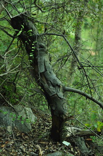 弯曲树干的森林景象