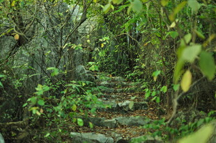 林间幽径 绿意盎然的小道