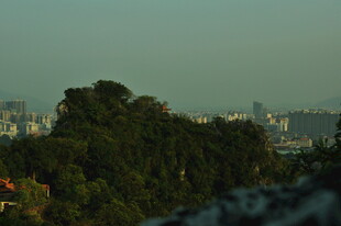 城市边缘的葱郁树林