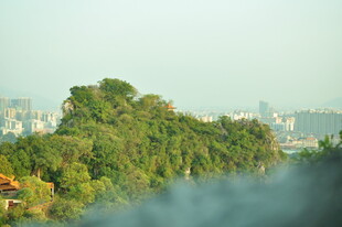 河畔绿树与远处城市景观