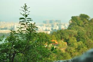绿树掩映下的城市远景
