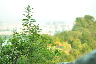 绿叶枝头 远眺城市绿意