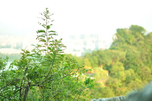 绿意盎然的自然植物景观