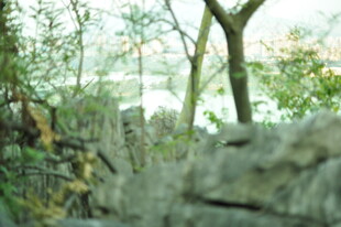 林间岩石与繁茂树木景象