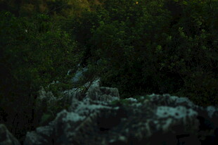 山林间的岩石与植被