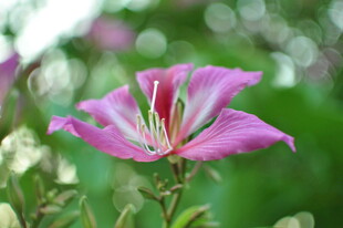 娇艳粉色花朵特写