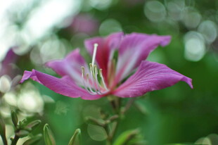 娇艳绽放的粉色花朵