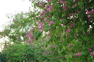 繁花满枝的绿色植物