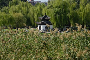 公园风景  