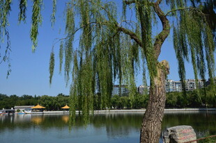 公园风景 