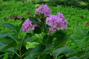 绣球花  