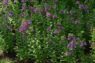 天使花 