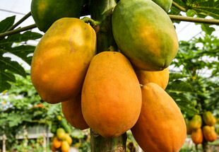 树上成熟的金黄木瓜