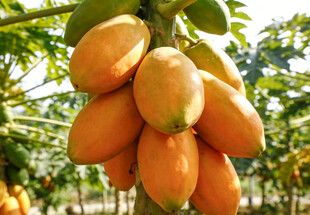 树上成熟的木瓜