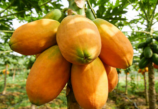 树上成熟的金黄木瓜