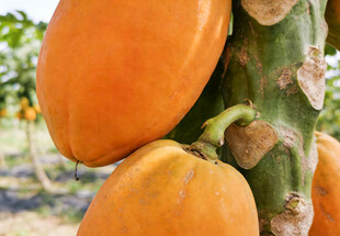 树上成熟的木瓜