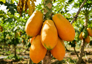 树上的金黄木瓜