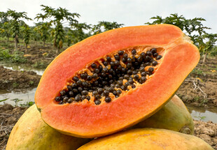 切开的新鲜木瓜