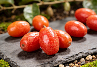 石板上的羊奶果