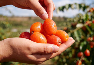 手捧新鲜的羊奶果