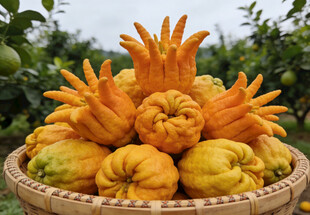 竹篮中的佛手柑