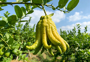 树上悬挂的佛手柑果实