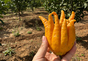 手捧金黄佛手柑