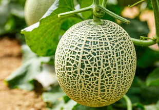 悬挂的网纹瓜