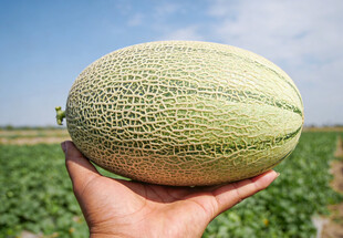 手捧田间哈密瓜