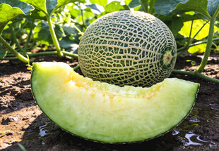 地里的网纹瓜