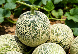 网纹瓜堆叠
