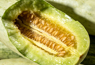 切开的羊角蜜甜瓜